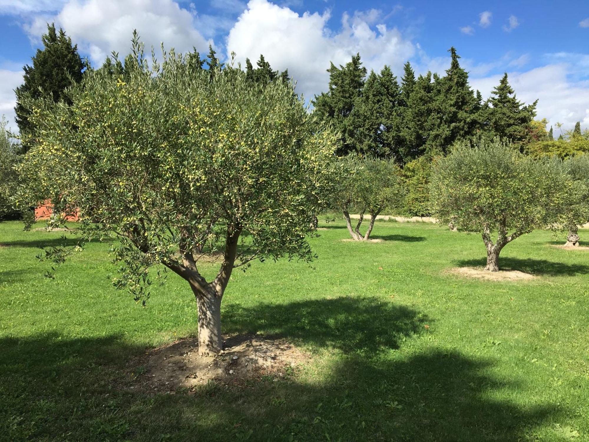 Le Mas Terre Des Anges Sarrians Zewnętrze zdjęcie